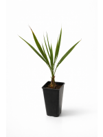 Butia Capitata